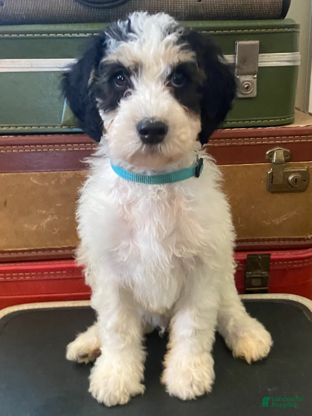 Mini Bernedoodle dogs for sale: Snoopy - Ad 2