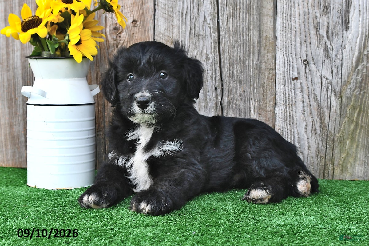 Mini Aussiedoodle dogs Asher - Ad 1