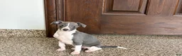 Italian Greyhound dogs for sale: Lanae - Ad 4