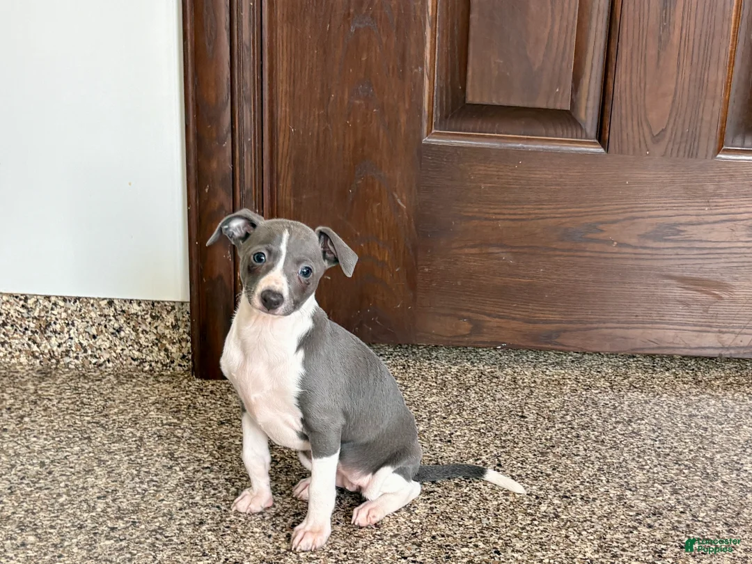 Italian Greyhound dogs for sale: Lanae - Ad 4