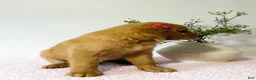 Golden Retriever dogs for sale: Bella - Ad 4