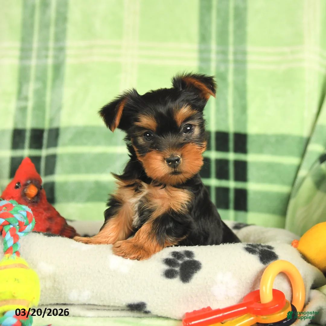 Yorkshire Terrier dogs for sale: Minnie - Ad 1