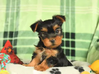 Yorkshire Terrier dogs for sale: Minnie - Ad 3