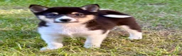 Shiba Inu dogs for sale: Shiba Inu Male - Ad 8