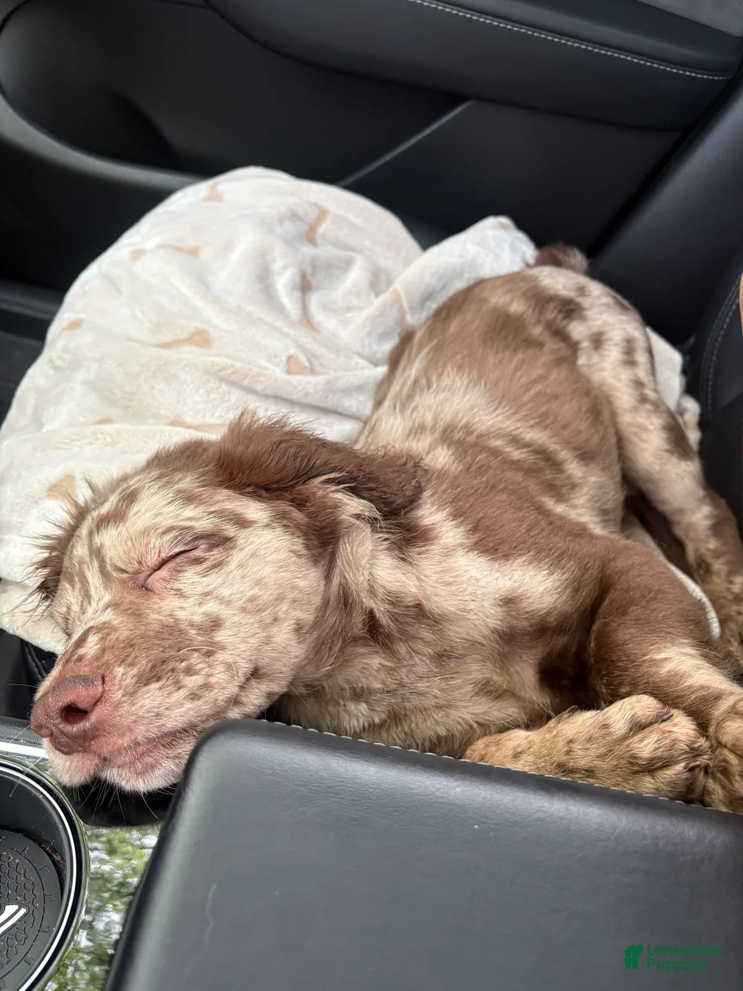 Goldendoodle dogs for sale: Goldendoodle Puppy 2 - Ad 2