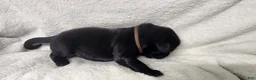 Newfoundland dogs for sale: Tan - Ad 2