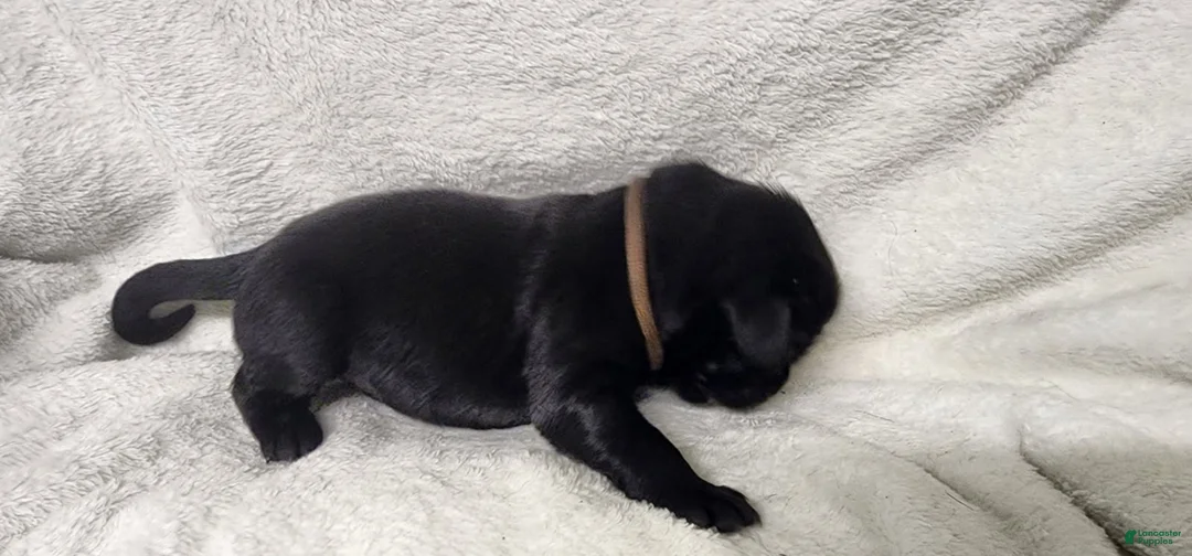 Newfoundland dogs for sale: Tan - Ad 2