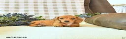 Miniature Dachshund dogs for sale: Hunter - Ad 4