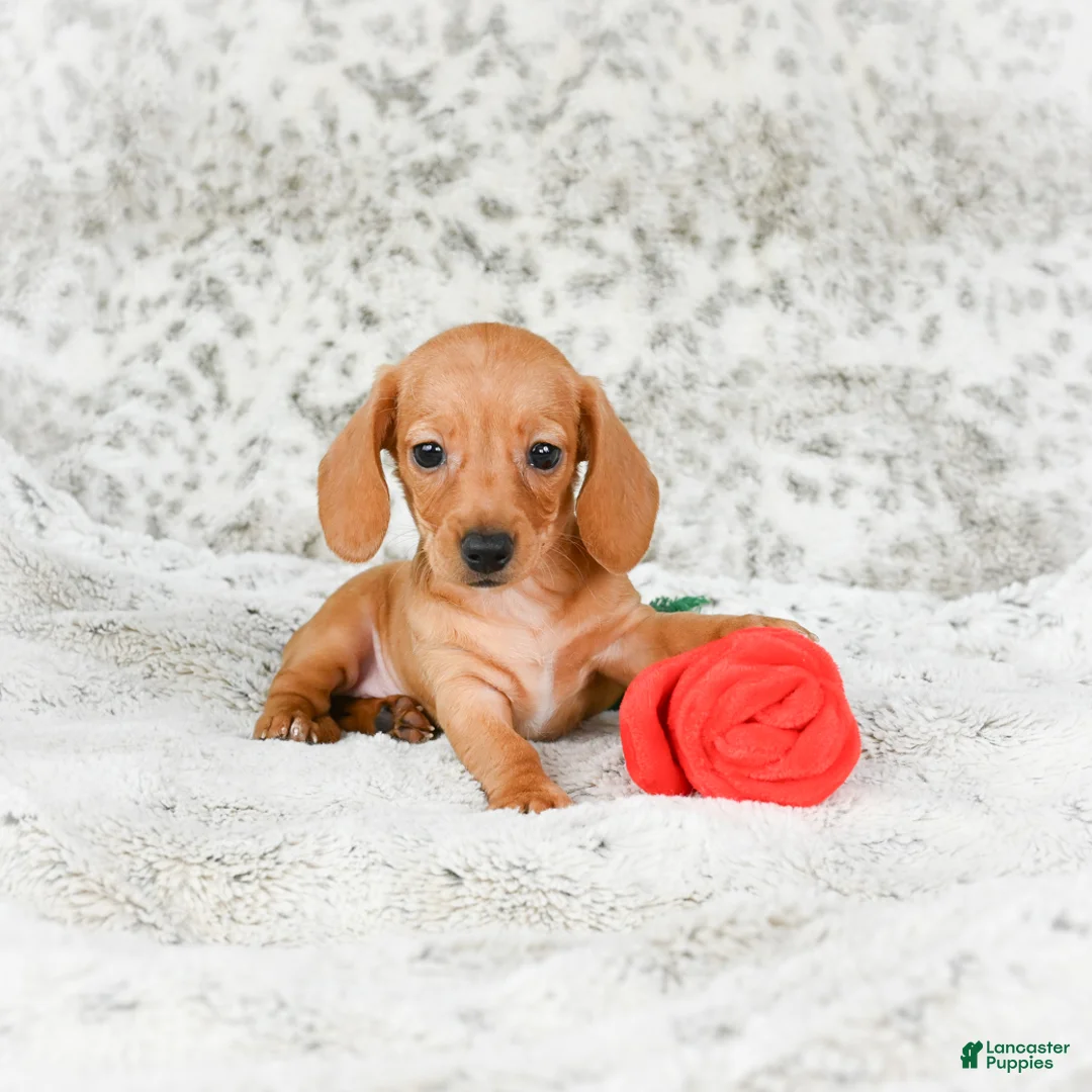 Miniature Dachshund dogs for sale: Carmen - Ad 2