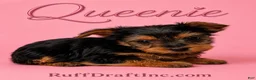 Yorkshire Terrier dogs for sale: Queenie - Ad 1
