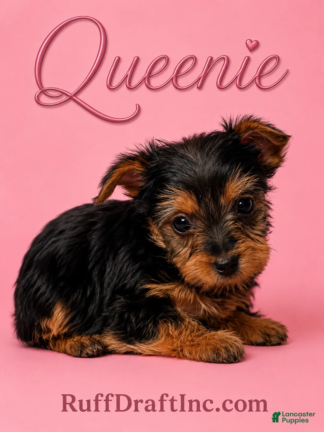 Yorkshire Terrier dogs for sale: Queenie - Ad 1