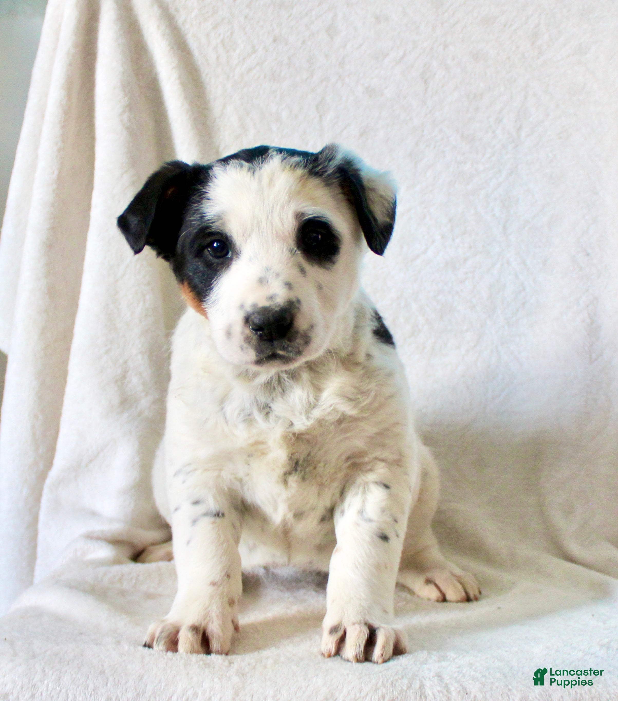 Mixed Breed dogs Olivia  - Ad 1