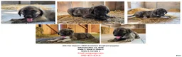 Anatolian Shepherd dogs for sale: Aspen 2026 Male 2 - Ad 6