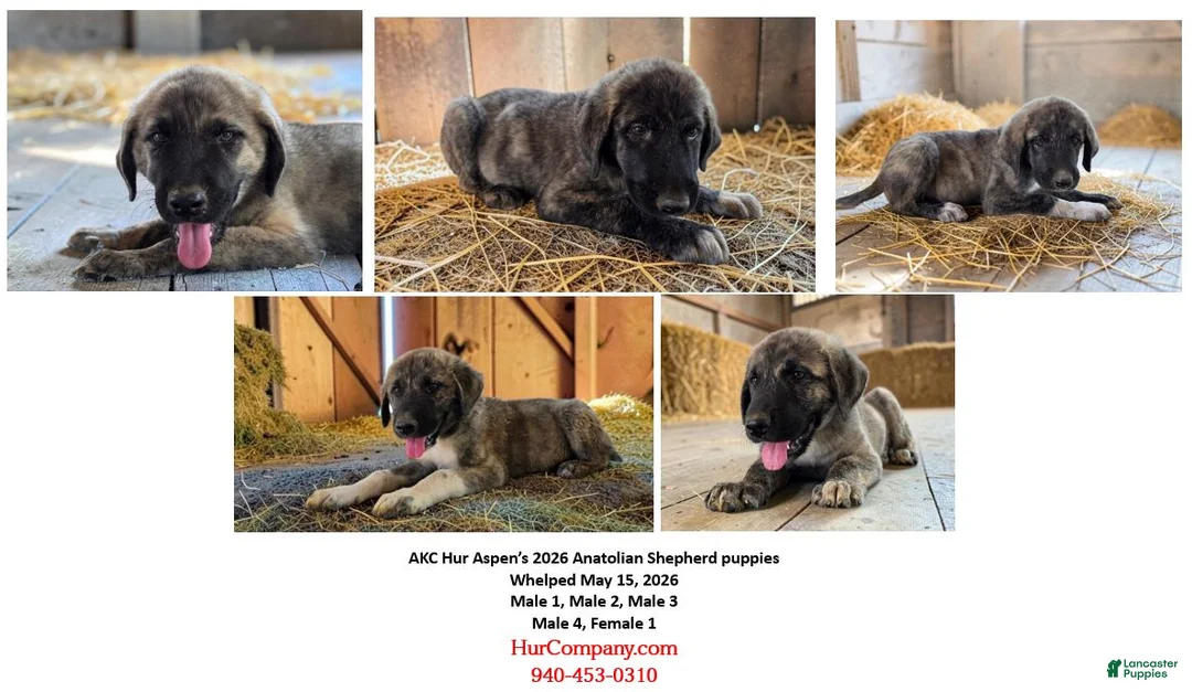 Anatolian Shepherd dogs for sale: Aspen 2026 Male 2 - Ad 6