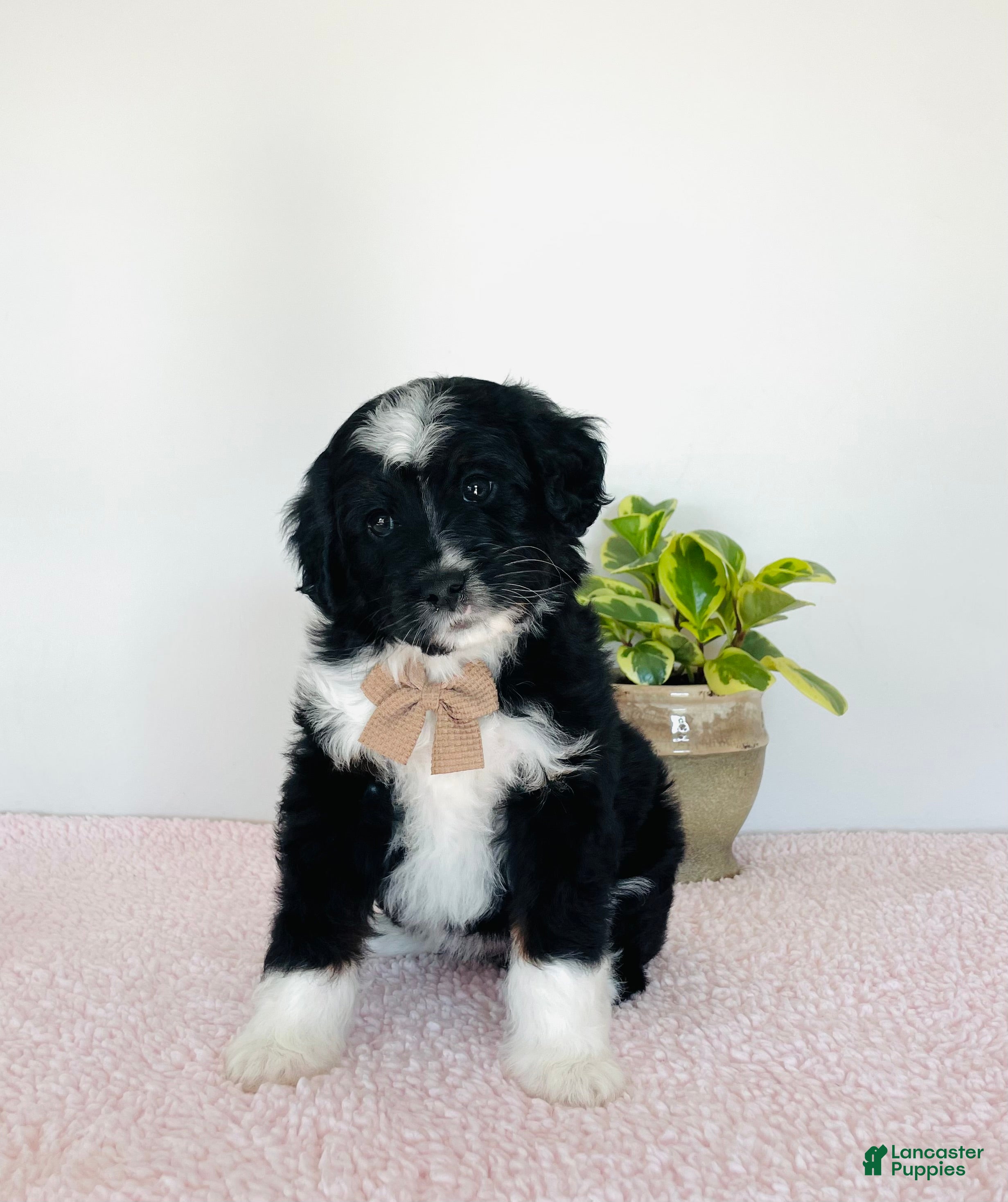 Mini Aussiedoodle dogs Oreo - Ad 1