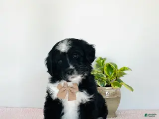 Mini Aussiedoodle dogs for sale: Oreo - Ad 1