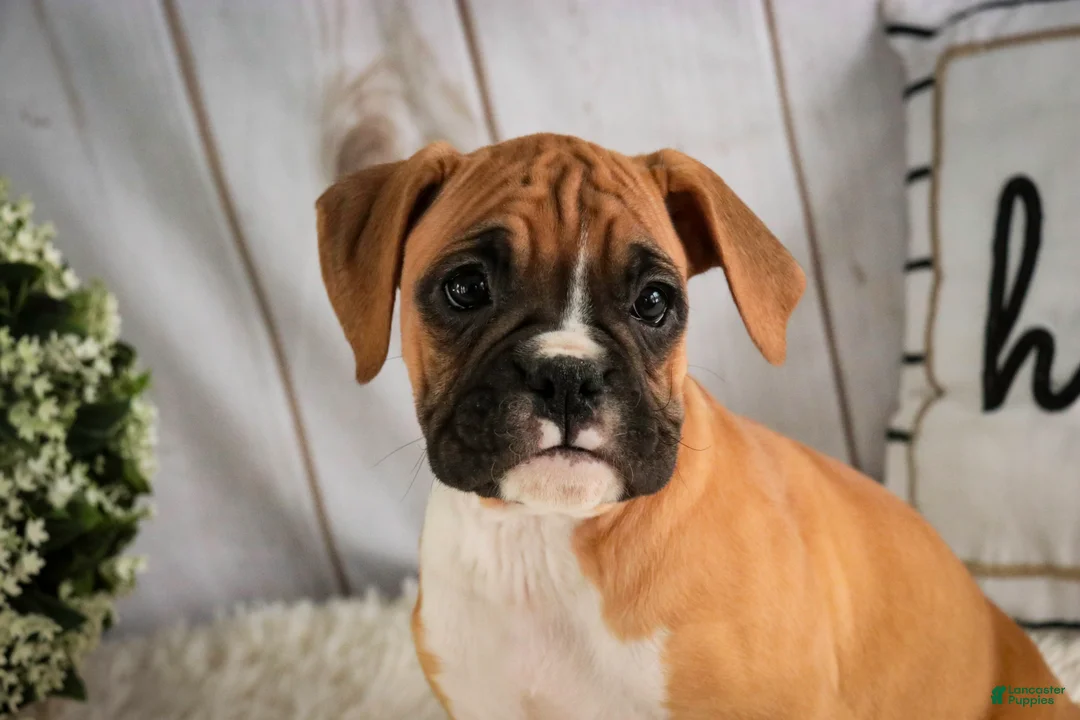 Boxer dogs for sale: Terra - Ad 1