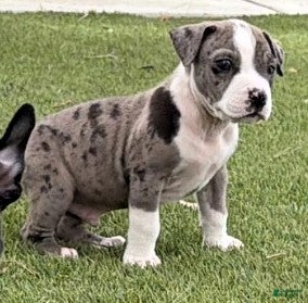American Bully dogs DENZEL WASHINGTON - Ad 4