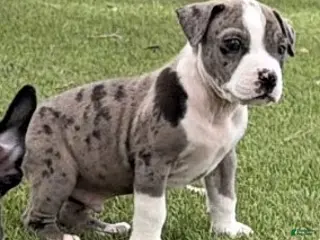 American Bully dogs DENZEL WASHINGTON - Ad 4
