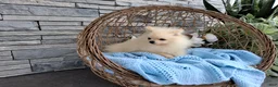 Pomeranian dogs for sale: Hunter  - Ad 4