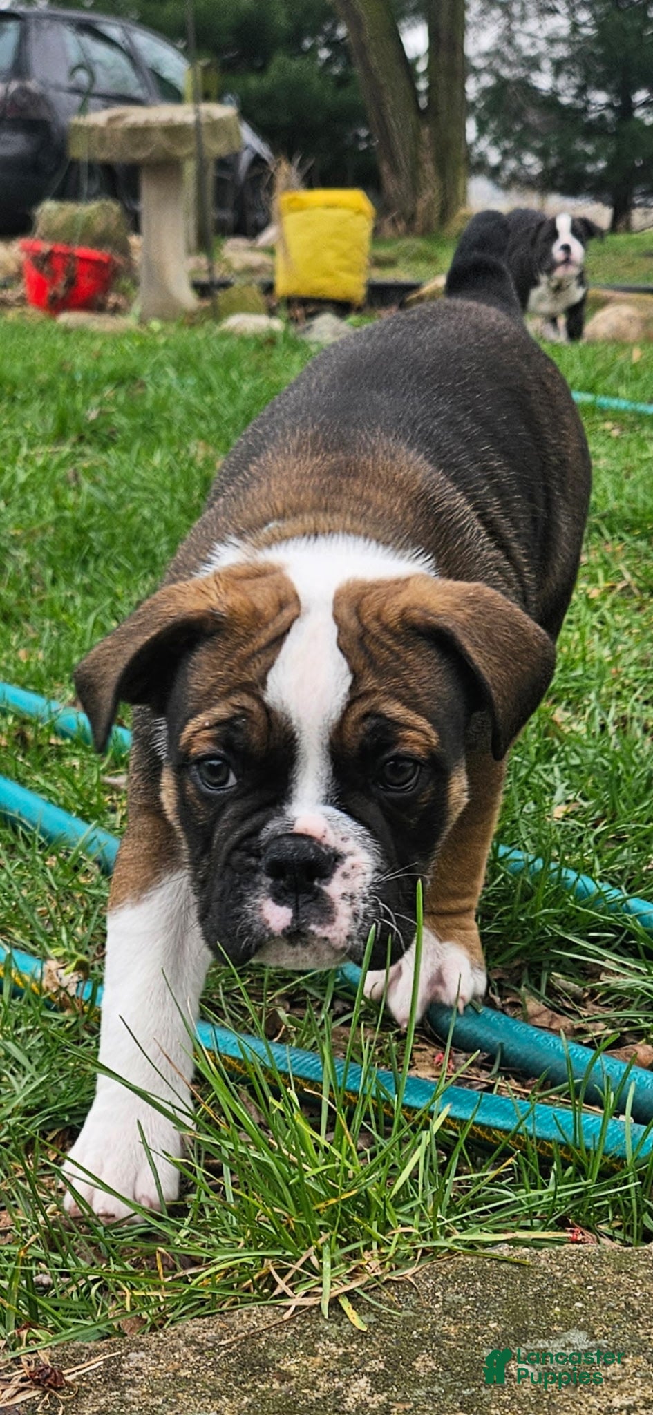 Olde English Bulldogge dogs Colby  - Ad 1