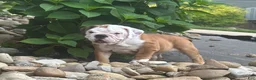 English Bulldog dogs for sale: Tara - Ad 3