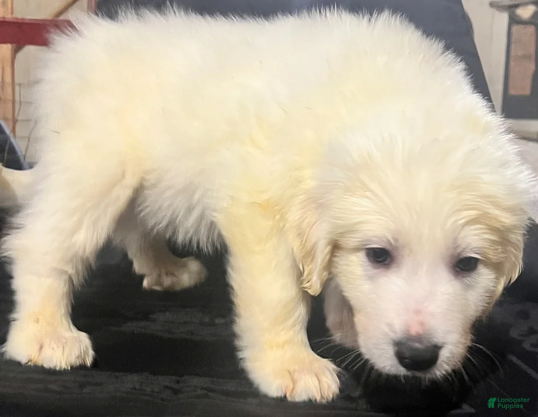 Great Pyrenees dogs for sale: Ranger - Ad 2