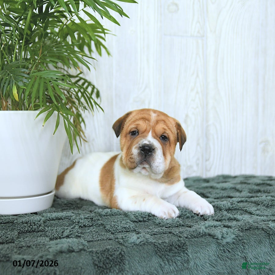 Mini Hippo dogs Gracie - Ad 39