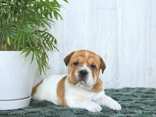 Mini Hippo dogs Gracie - Ad 39