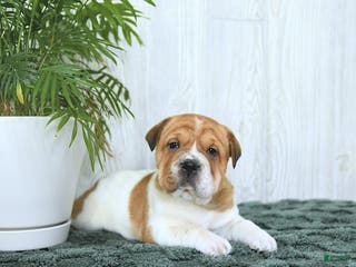 Mini Hippo dogs Gracie - Ad 2