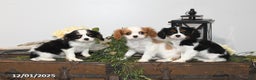 Cavalier King Charles Spaniel dogs for sale: Seth - Ad 3