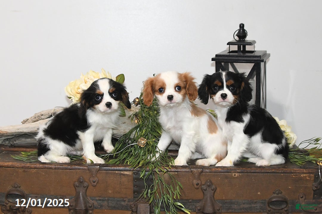 Cavalier King Charles Spaniel dogs for sale: Seth - Ad 3