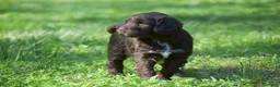 Portuguese Water Dog dogs for sale: Megan - Ad 3