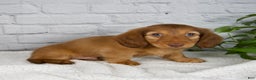 Miniature Dachshund dogs for sale: Durant - Ad 6