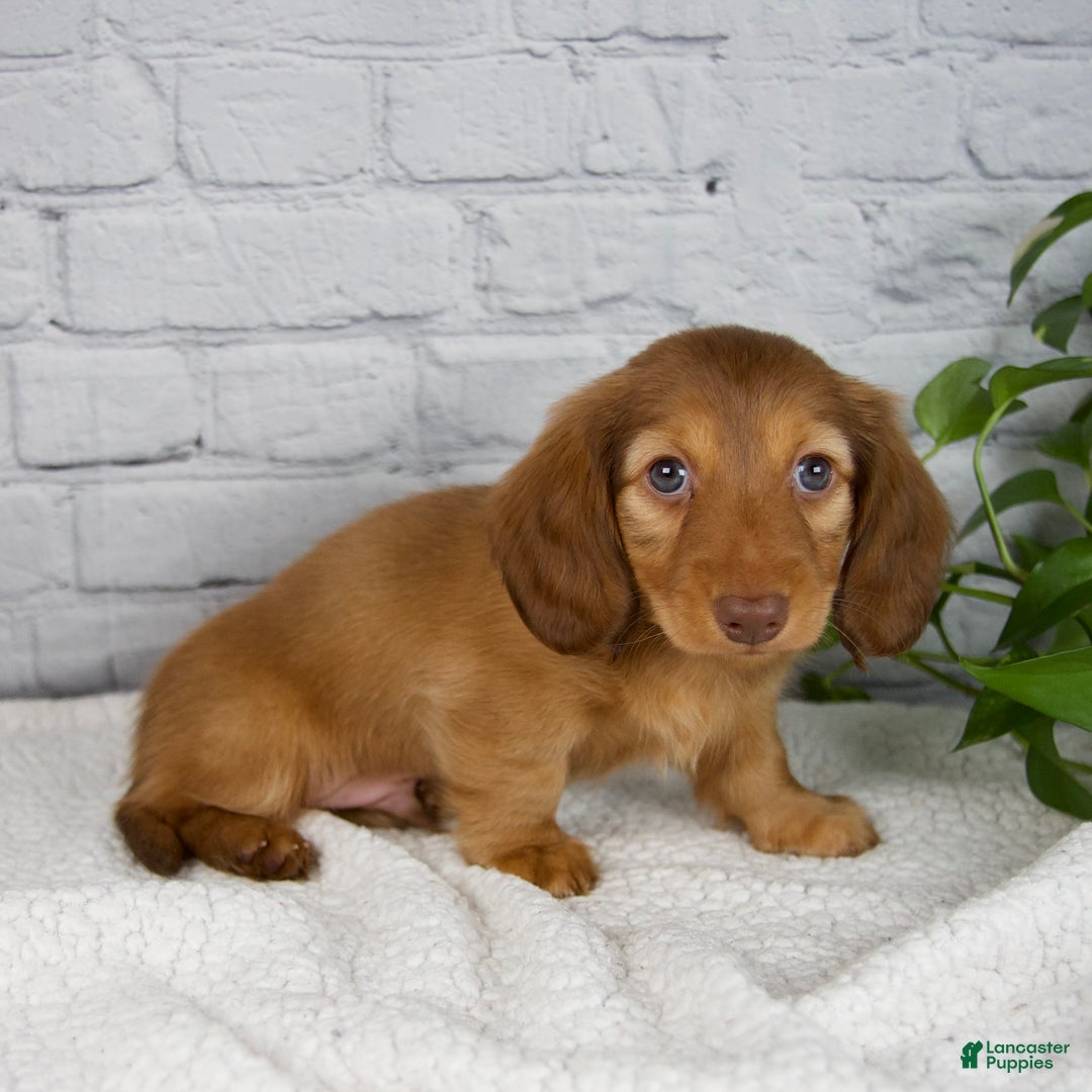 Miniature Dachshund dogs for sale: Durant - Ad 6