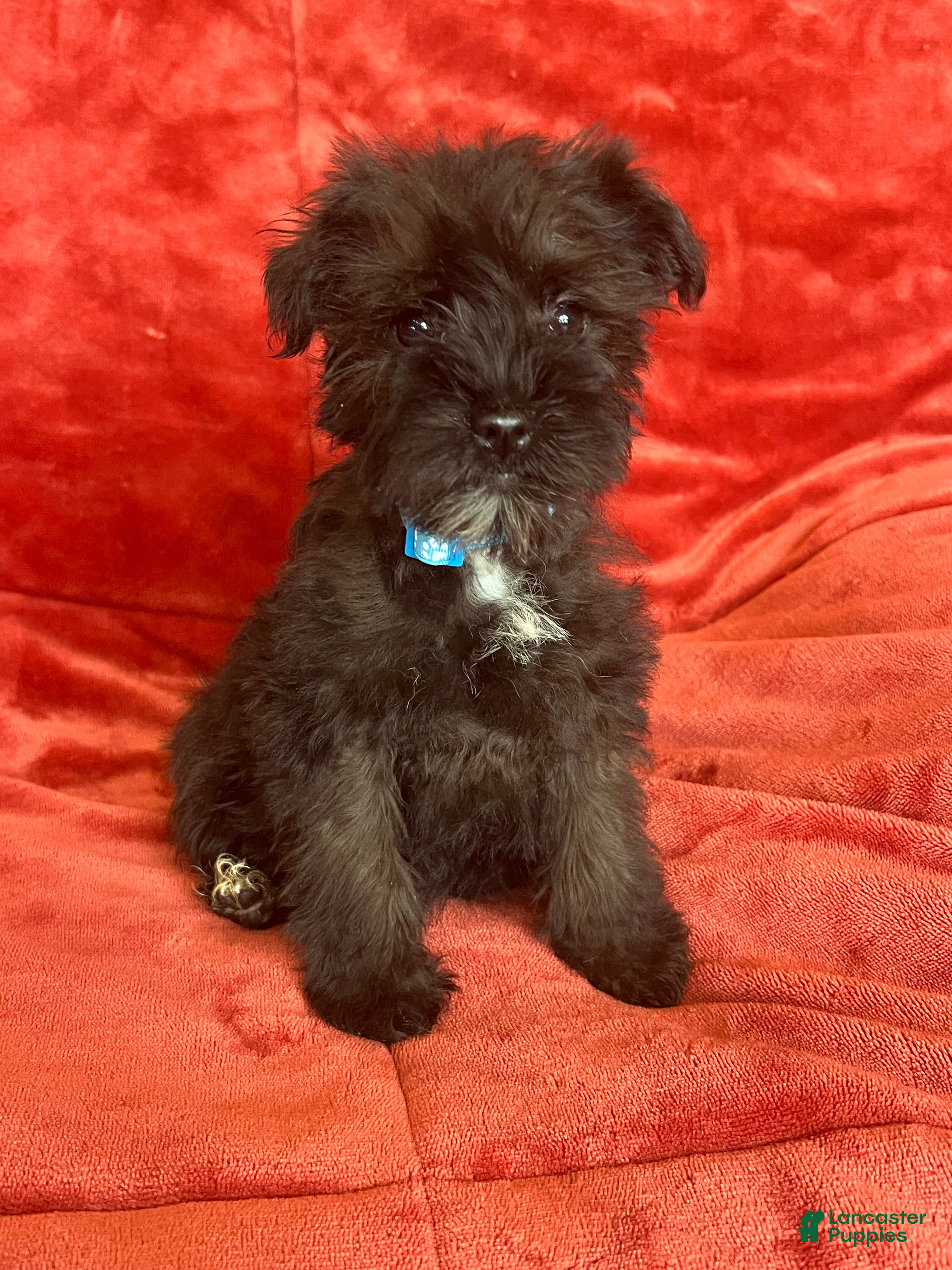 Miniature Schnauzer dogs Miniature Schnauzer 2 (Sharna) - Ad 1