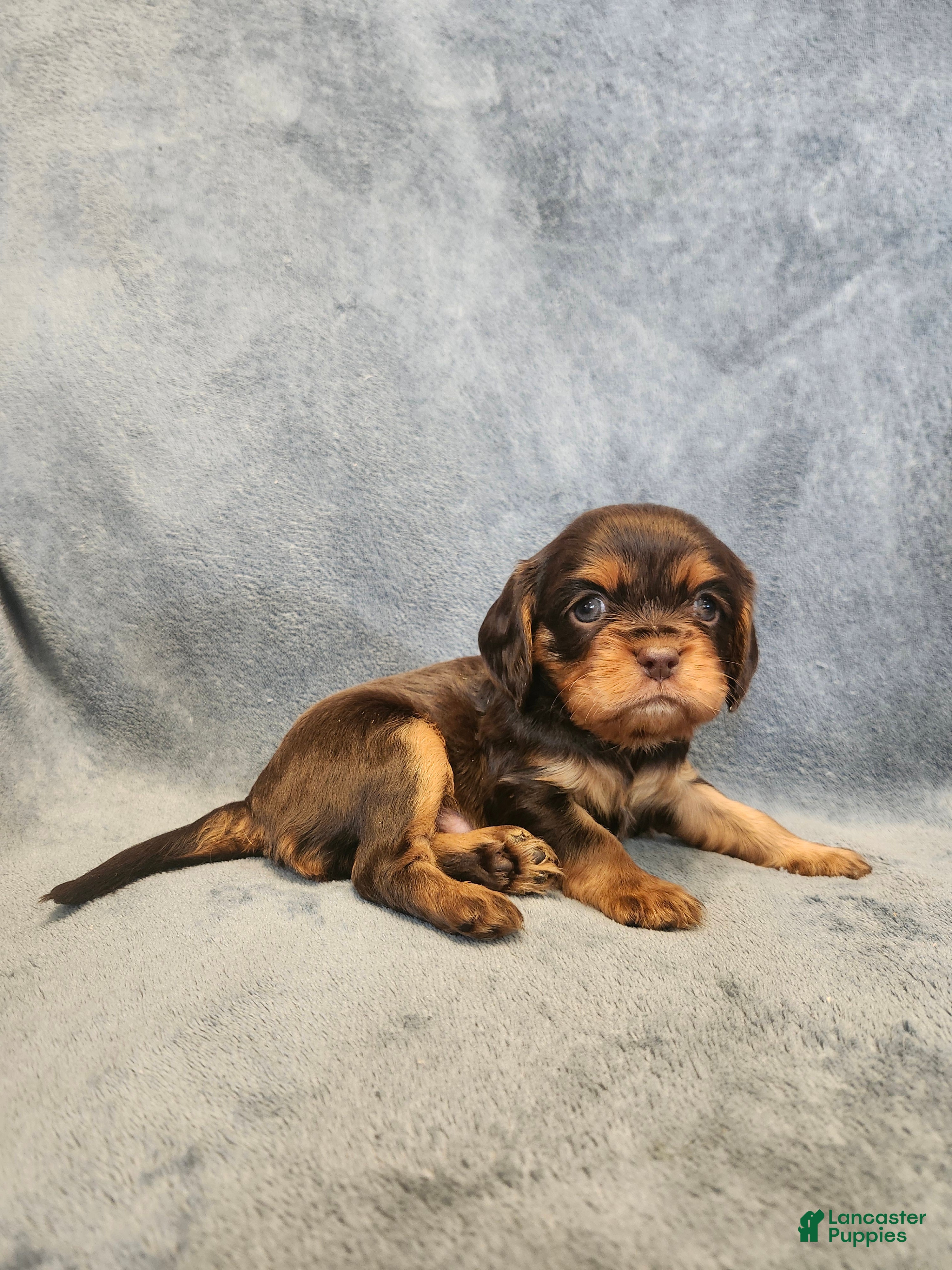 Cavalier King Charles Spaniel dogs Buddy - Ad 2