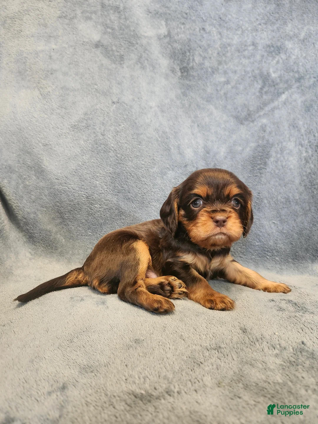 Cavalier King Charles Spaniel dogs for sale: Buddy - Ad 2