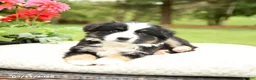 Miniature Australian Shepherd dogs for sale: Shasta - Ad 4