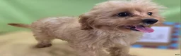 Cavapoo dogs for sale: Miles - Ad 14
