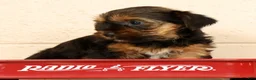 Yorkshire Terrier dogs for sale: Stella - Ad 8