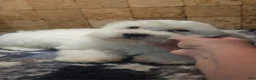 Malshi dogs for sale: Casey - Ad 2