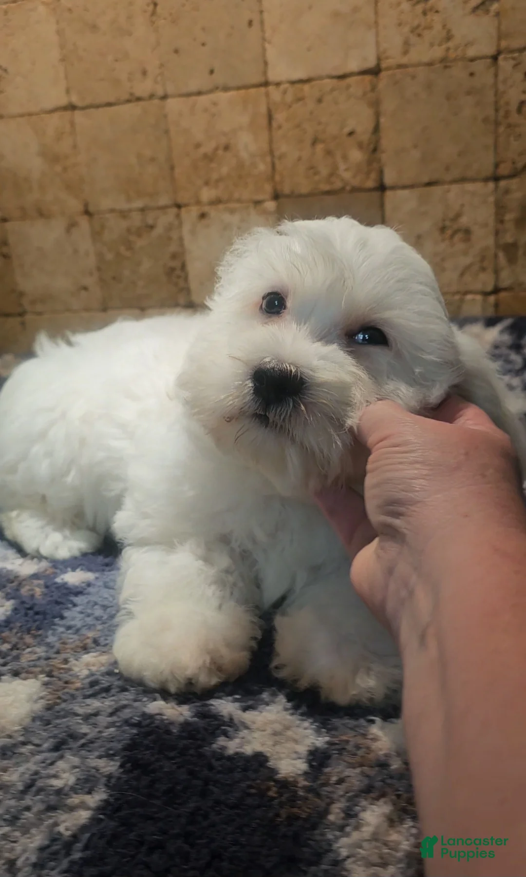 Malshi dogs for sale: Casey - Ad 2