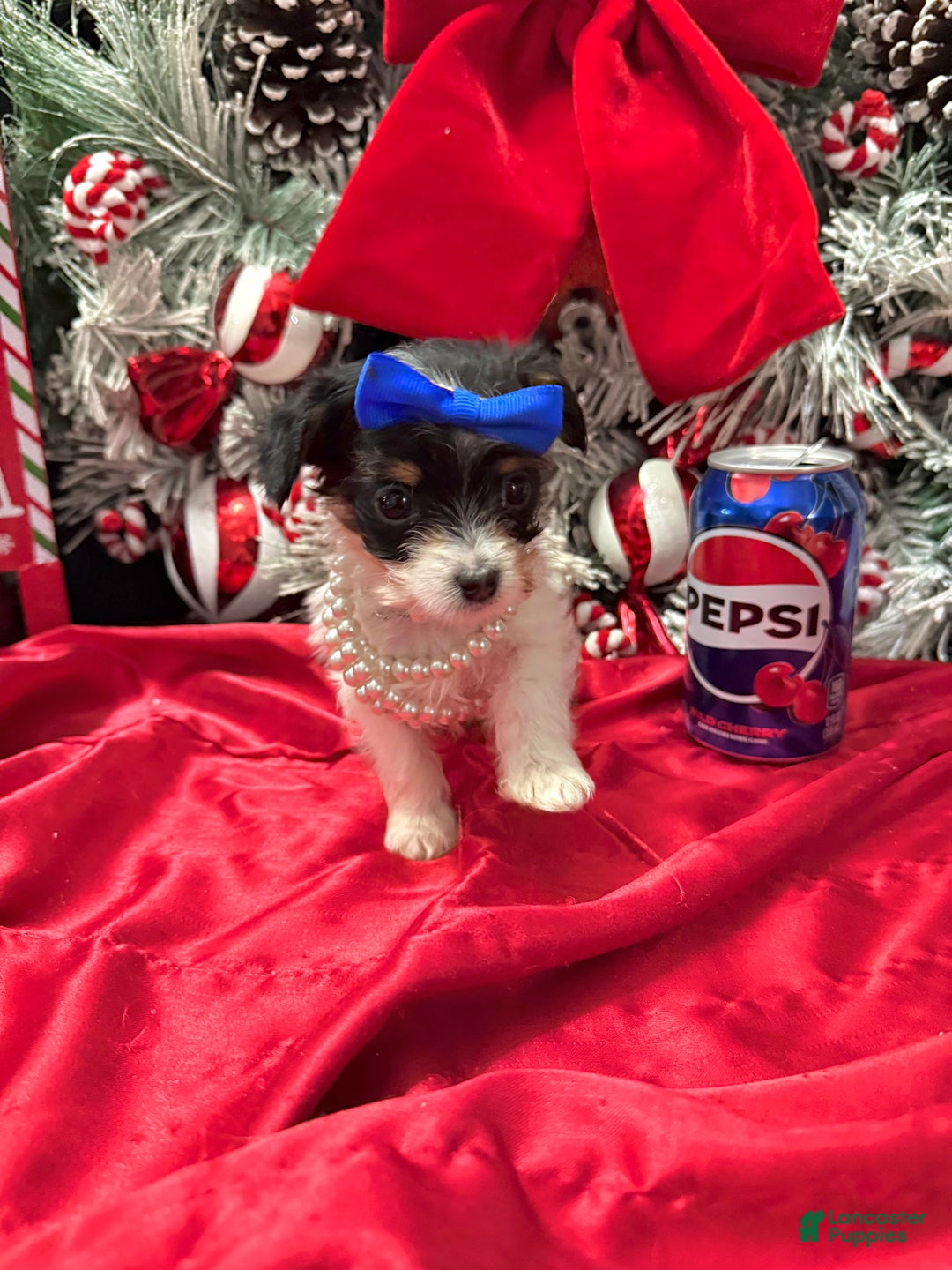 Yorkshire Terrier dogs for sale: Alfredo - Ad 22