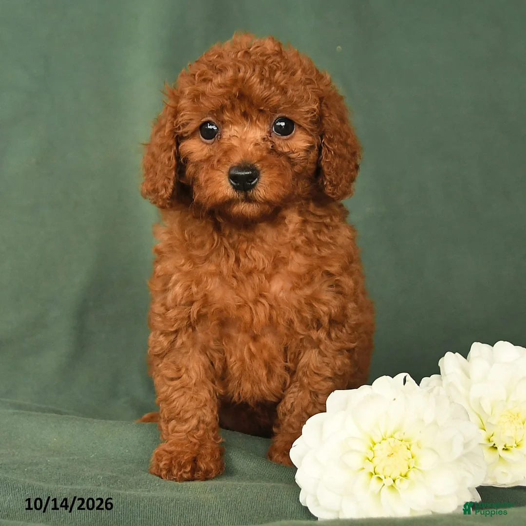 Toy Poodle dogs for sale: Hailey - Ad 2