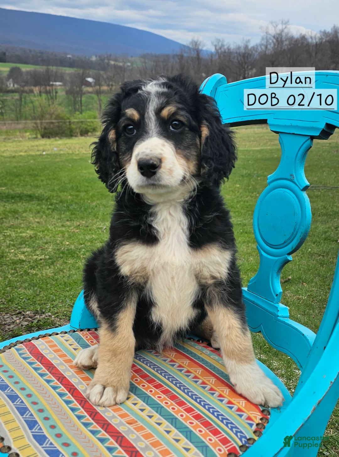 Gallery Image {{count}}