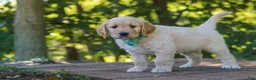 Mixed Breed dogs for sale: Jett - Ad 4