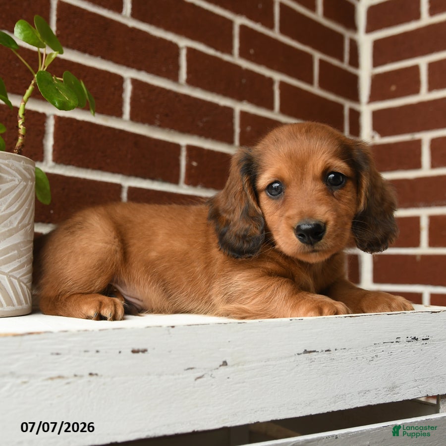 Dachshund dogs Tanner - Ad 1