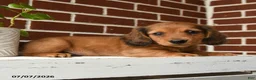Dachshund dogs for sale: Tanner - Ad 1