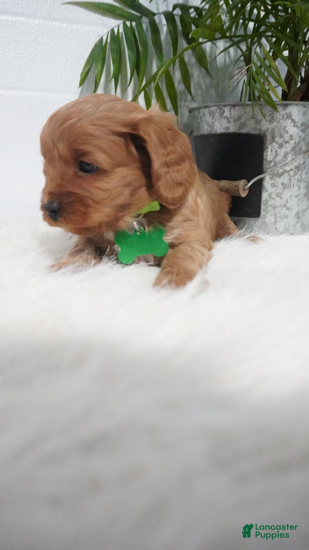 Cavapoo dogs for sale: Bryce  - Ad 7